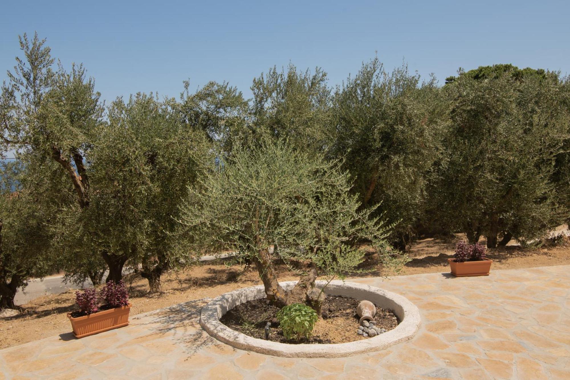 Cossoro Villas Zakynthos Xirokástellon Room photo